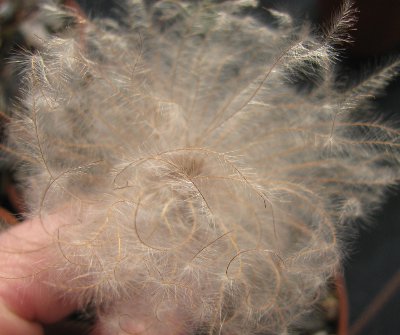 Dryas tenella